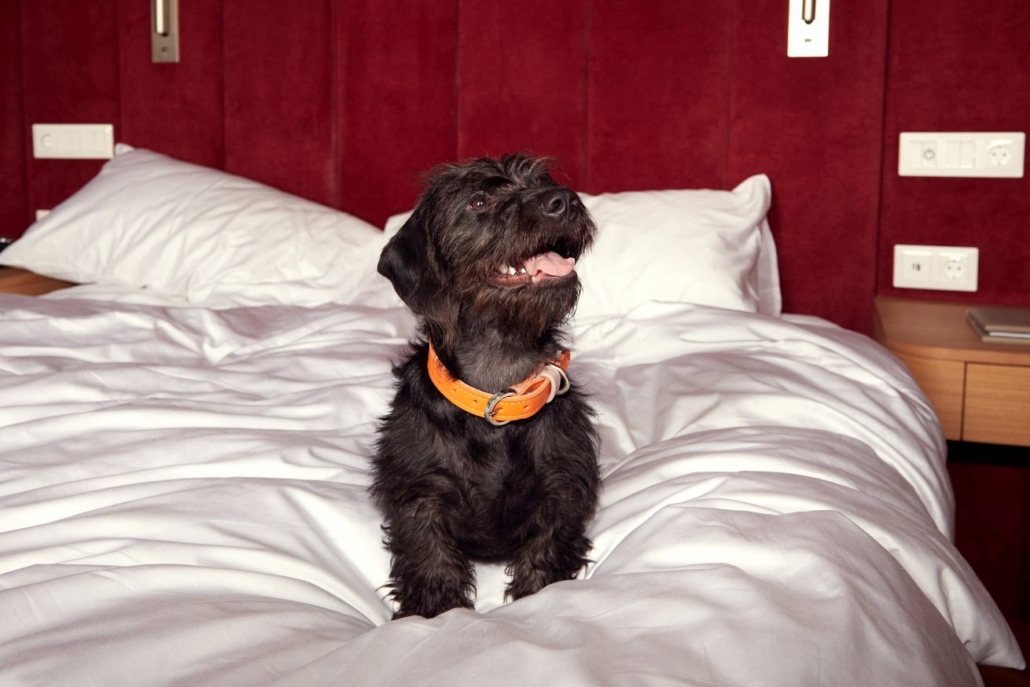 Kimpton BEM Budapest, Dog Friendly Hotel