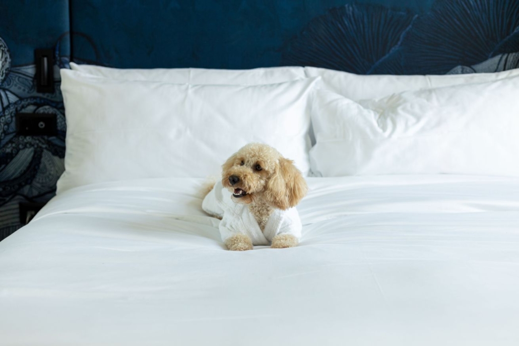 Dog Friendly Hotel in Budapest