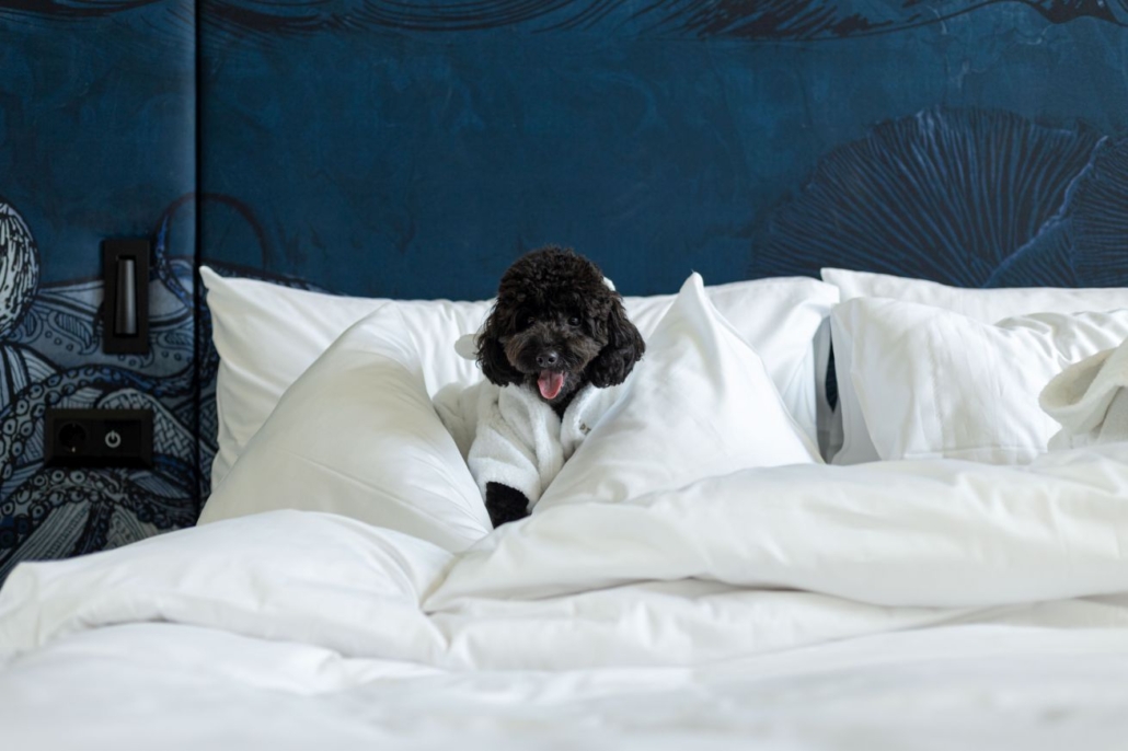 Dog Friendly Hotel in Budapest