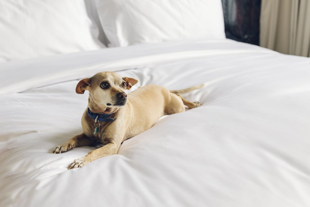 Dog Friendly Hotel in Budapest